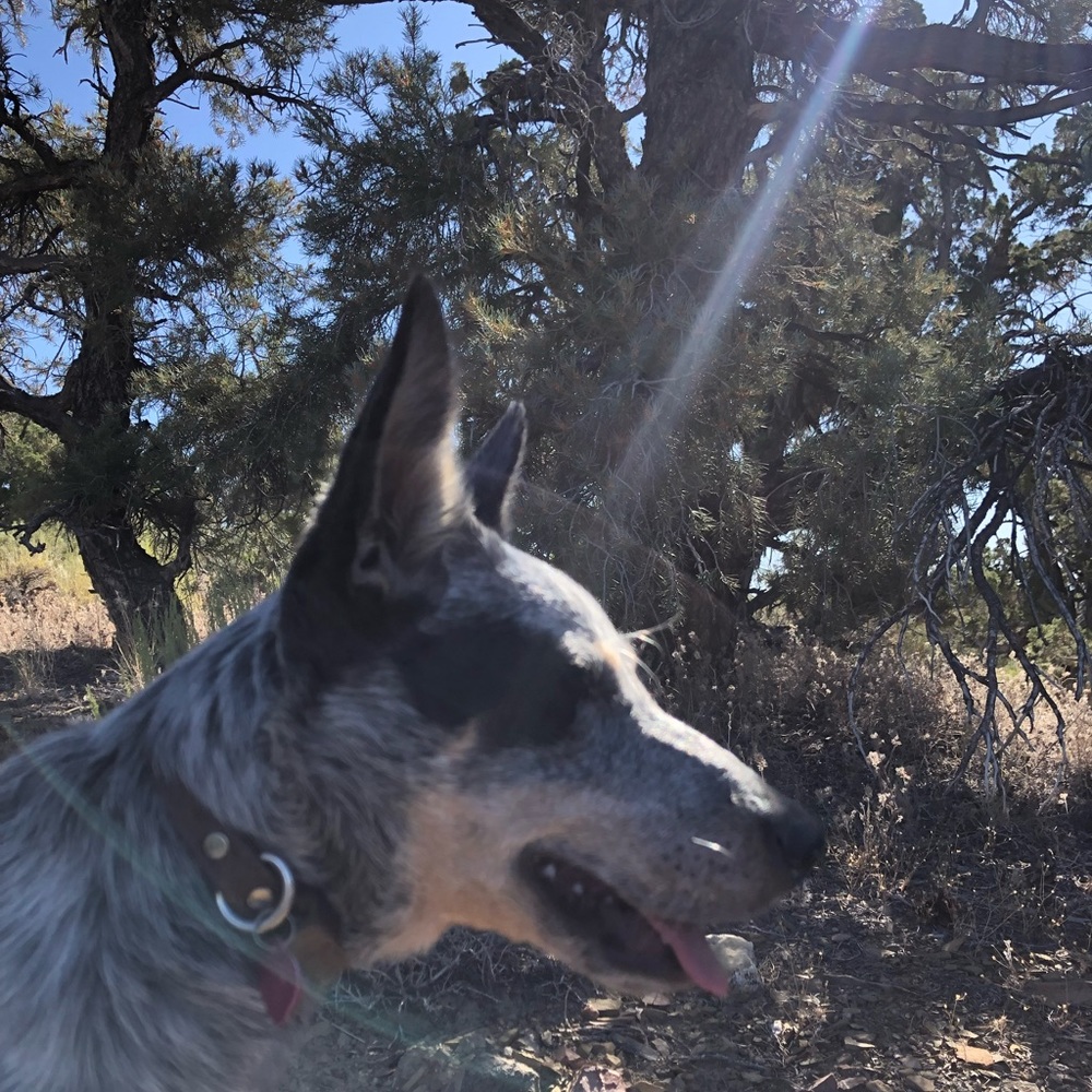 Meet your Posher, Echo